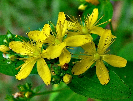 {Hypericum punctatum}
